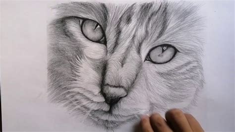 dibujo de gato a lapiz facil|como dibujar un gato realista.